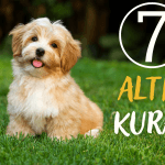 Köpek Sahiplenirken Dikkat Edilmesi Gereken 7 Altın Kural