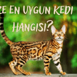 Kedi Irkları ve Karakteristik Özellikleri: Size En Uygun Kedi Hangisi?