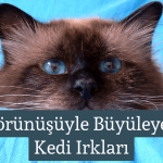 Görünüşüyle Büyüleyen Kedi Irkları: En Güzel ve Gösterişli Cinsler