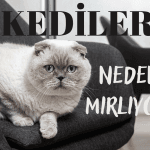 Kediler Neden Mırlıyor? Bilimsel ve Duygusal Nedenleriyle 7 İlginç Gerçek