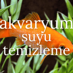 Akvaryum Suyu Nasıl Temizlenir? Evde Sağlıklı Balık Bakımı İçin Pratik Yöntemler