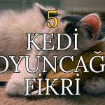 Oyuncu Kediler İçin Evde Yapabileceğiniz 5 Harika Kedi Oyuncağı Fikri (Bütçe Dostu ve Eğlenceli)