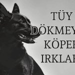 Tüy Dökmeyen Köpek Irkları: Alerjisi Olanlar İçin En İyi Seçenekler
