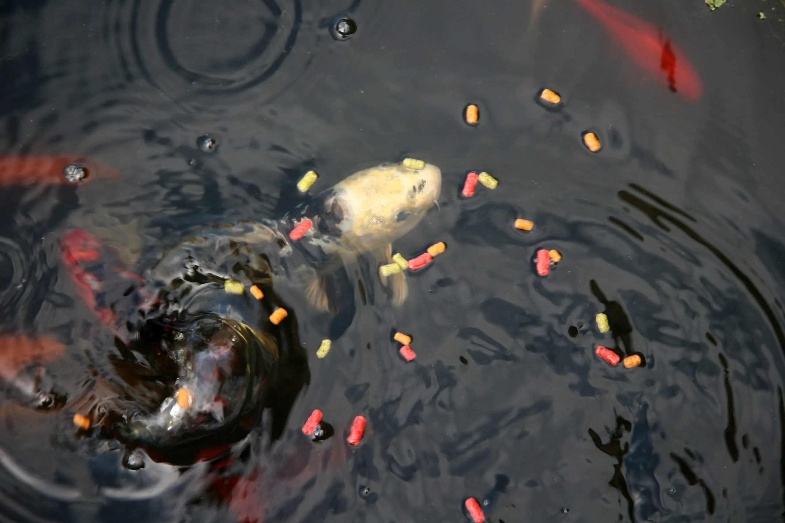 Balık Yemi Çeşitleri: Akvaryum Balıklarını Doğru Besleme ve Beslenme Düzeni